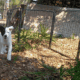 American Akita Girl Puppy – PHANTOM