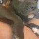 Bully Puppies Ready for Homes!