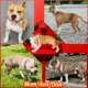 American Staffordshire Terrier Bully UKC/ABR