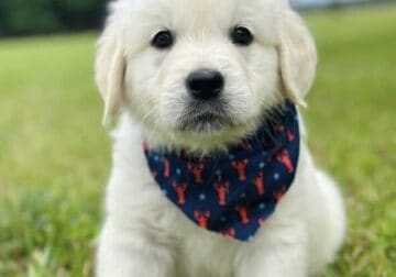 Golden Retriever Puppies-7 weeks