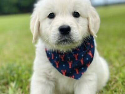 Golden Retriever Puppies-7 weeks