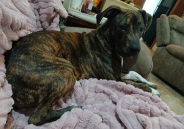 Puppy in need of a home