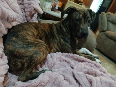 Puppy in need of a home