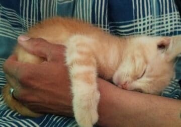 2 adorable tan and white boy/girl kittens!