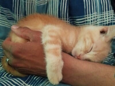 2 adorable tan and white boy/girl kittens!