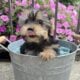 Yorkie Puppies