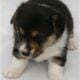 AKC Pembroke Welsh Corgi’s in WI