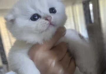 Scottish kitten
