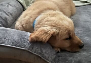 10 wk pure bred MALE VACCINATED AND MICROCHIPPED