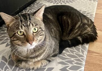 Cute 2 yr old Bengal male Cat (neutered)