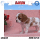 AKC CAVALIER PUPS
