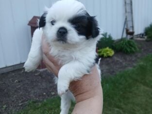 Shihtzu boys and girls all black and white