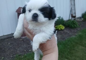 Shihtzu boys and girls all black and white