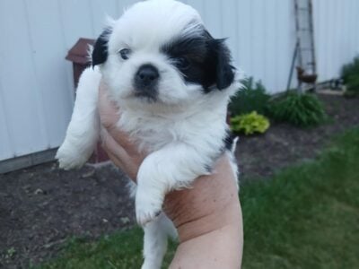 Shihtzu boys and girls all black and white