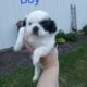 Shihtzu boys and girls all black and white