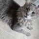 Sweet gray long hair kitty 😺