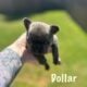 French bulldog Puppies for rehoming 7/9 Akc cert