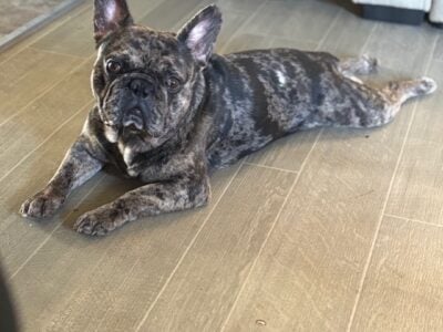 French Bulldog puppies coming soon