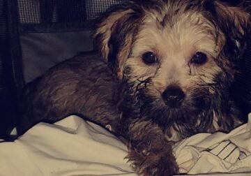 Cookie 8 week old Female Yorkiepoo