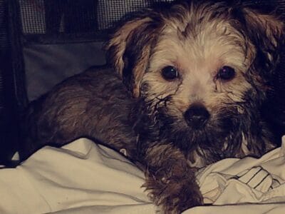 Cookie 8 week old Female Yorkiepoo