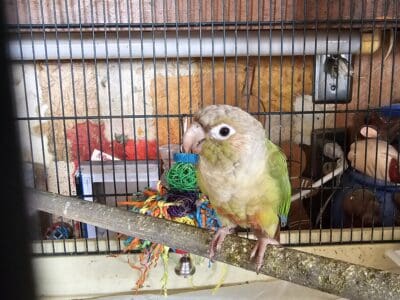 Pineapple conure