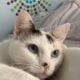 White Cat to Rehome