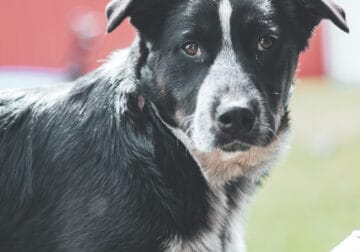Free Texas Heeler. Australian Shepherd/Blue Heeler
