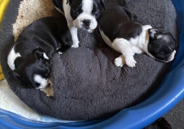 BOSTON TERRIER PUPPIES 4 Sale