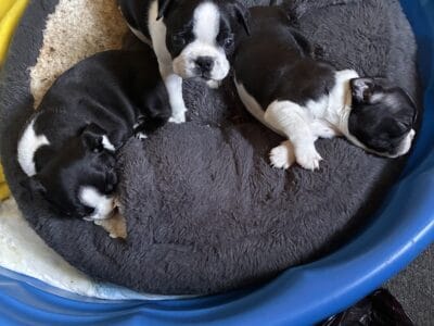 BOSTON TERRIER PUPPIES 4 Sale