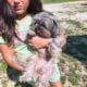 Shih Tzu puppy