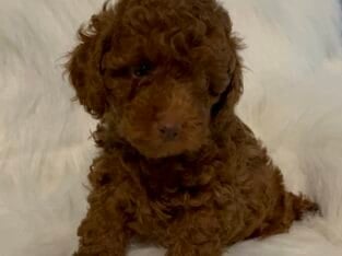 Tiny toy, toy poodles
