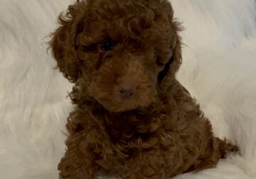 Tiny toy, toy poodles