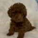 Tiny toy, toy poodles