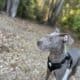 6 month female puppy