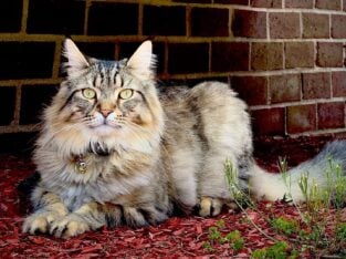 Maincoon mix kittens
