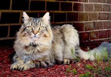 Maincoon mix kittens