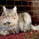 Maincoon mix kittens