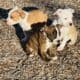 American Staffordshire Terrier Bully UKC/ABR