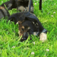 Amarillo – German Shepherd Dog puppy
