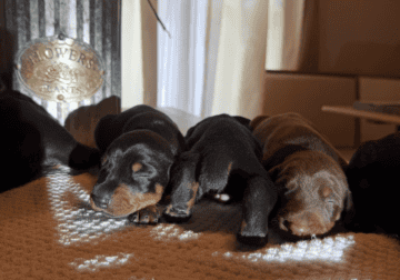 Doberman Pinscher Puppies