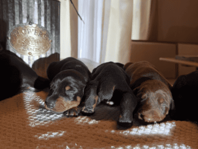 Doberman Pinscher Puppies