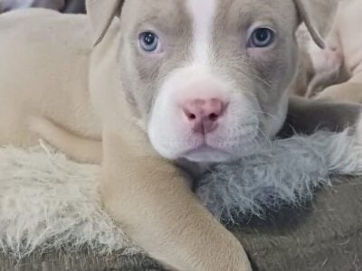 Pitbull Tri-color Bullies/Dogo Argentino