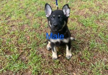 German Shepherd Puppy