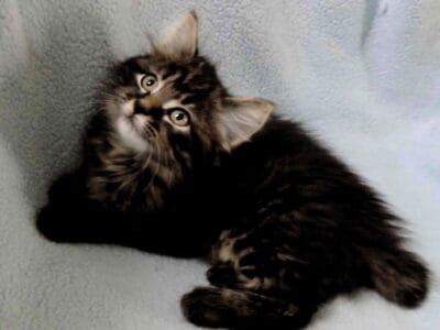 REDUCED Today Female Maine coon/Pixie bob bobtail
