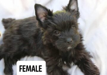 KB black Yorkie