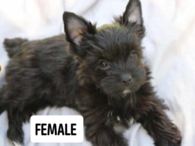 KB black Yorkie