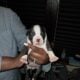 Blue Merle Puppys 5/11/25