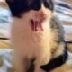 Maine Coon Mix Kittens need good Homes