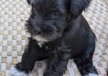 Miniature Schnauzer
