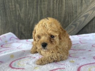 Red toy akc